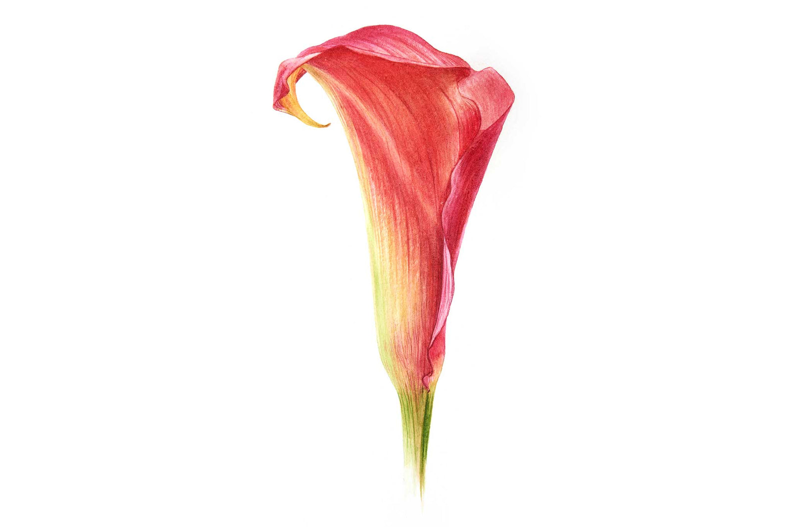 Billy Showell Red and Gold Calla Lily - Preview Watercolour Tutorial