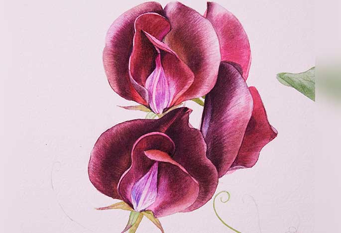 Billy Showell Red Sweet Pea - Preview Watercolour Tutorial