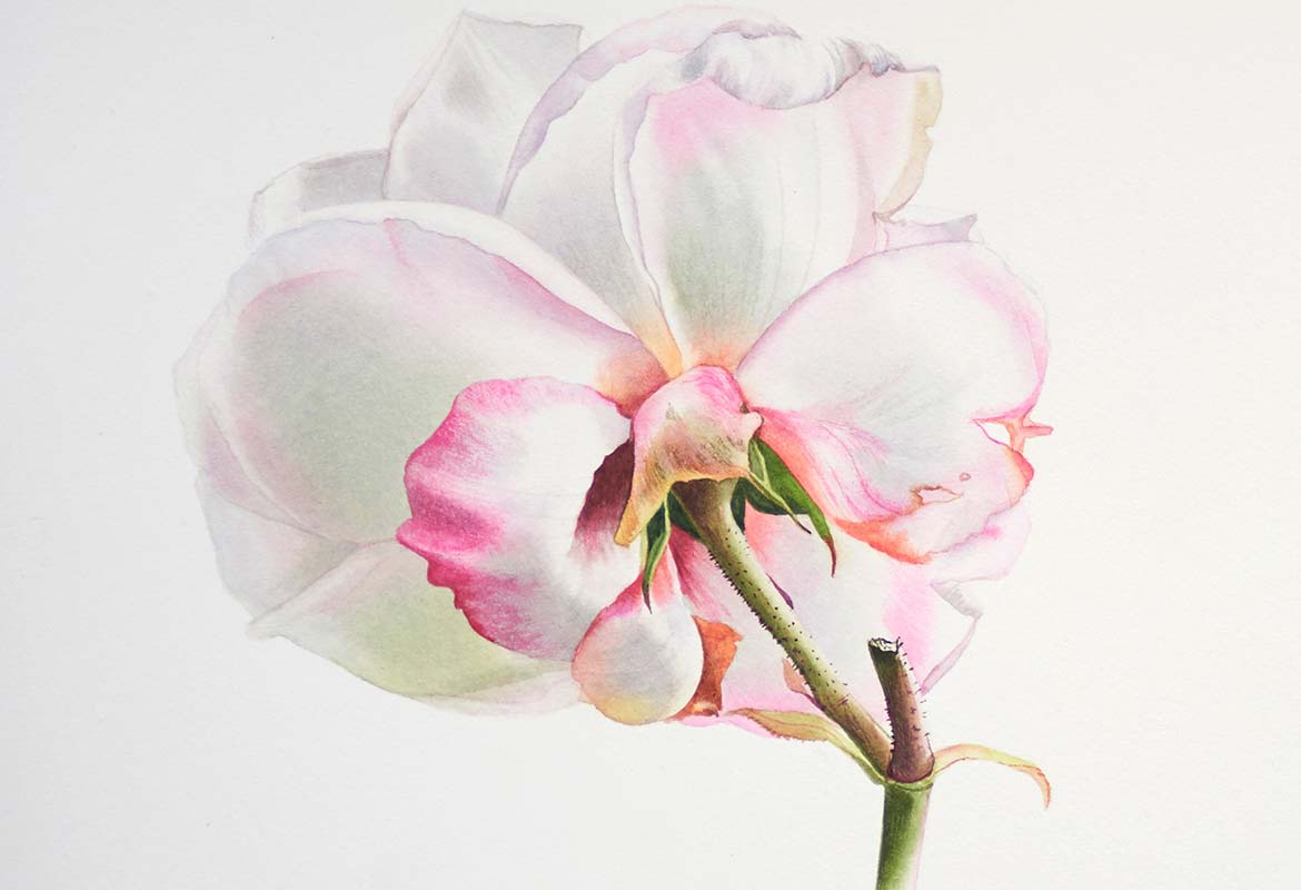 Billy Showell Underneath Rose - Preview Watercolour Tutorial