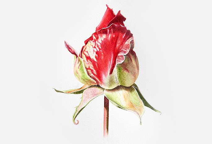 Billy Showell Rose Bud - Preview Watercolour Tutorial