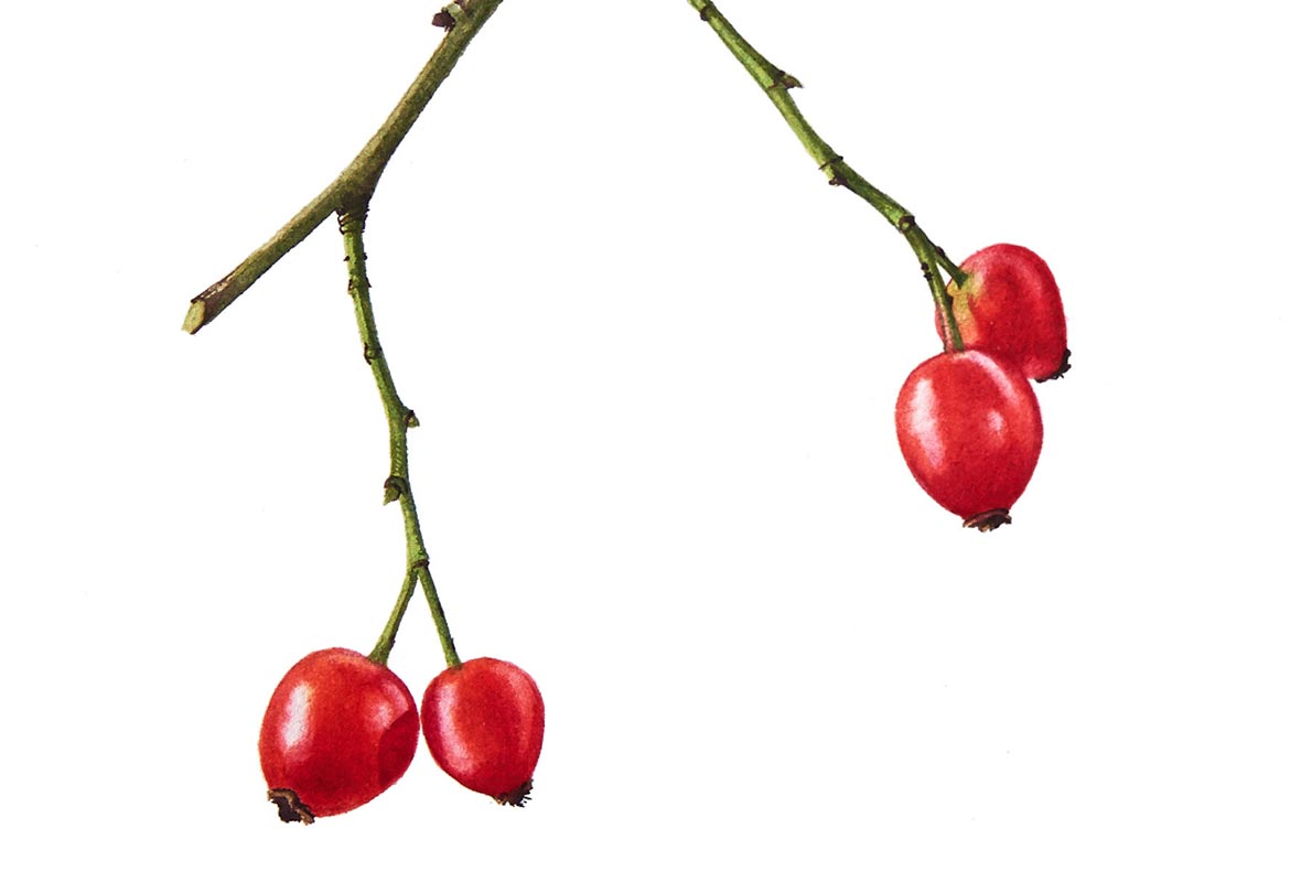 Billy Showell Rose Hips - Preview Watercolour Tutorial