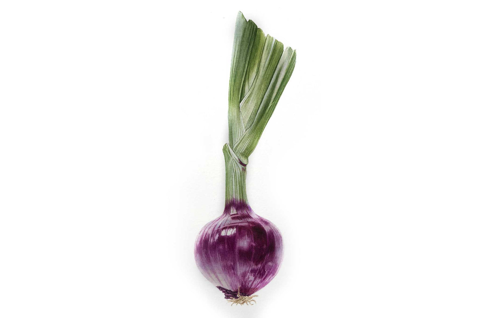 Billy Showell Red Spring Onion - Preview Watercolour Tutorial