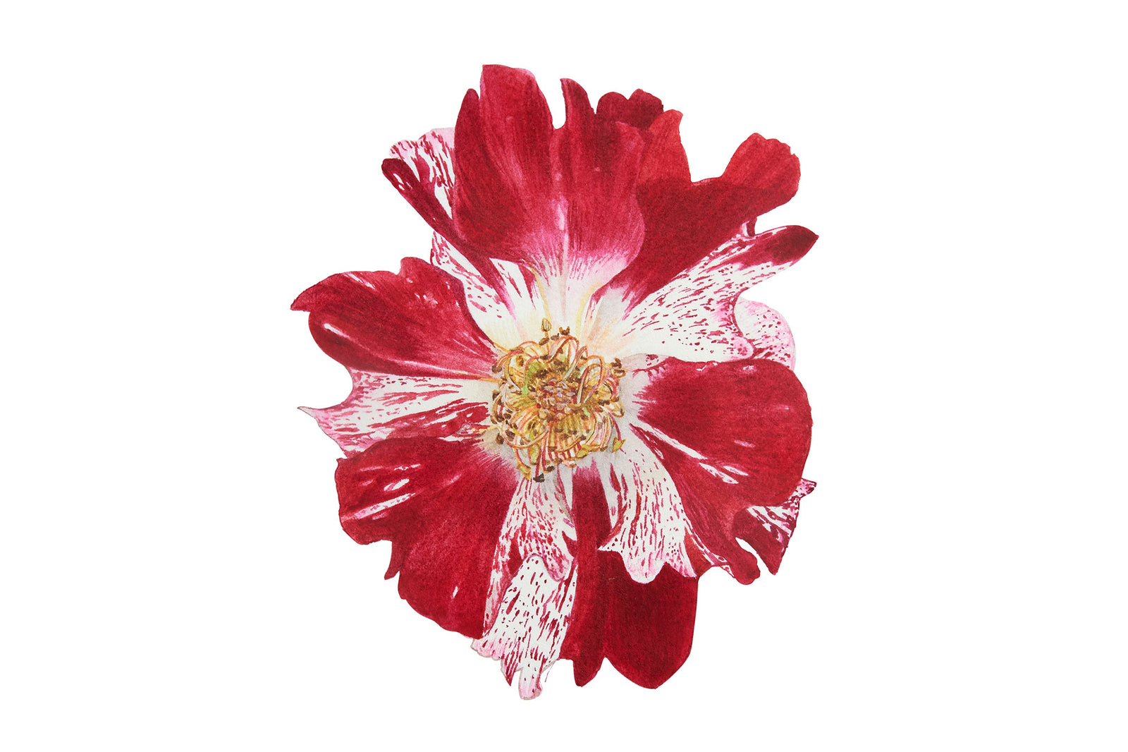 Rose 'Crazy For You' - Preview