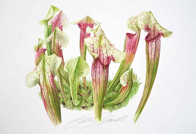 Billy Showell Sarracenia Moss - Preview Watercolour Tutorial