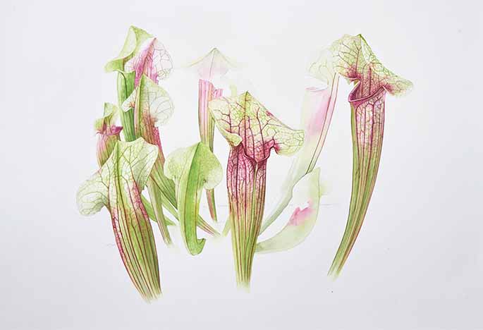 Billy Showell Sarracenia Leaves: Part 2 - Preview Watercolour Tutorial