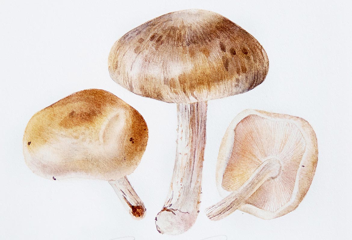 Billy Showell Shiitake Mushrooms - Preview Watercolour Tutorial