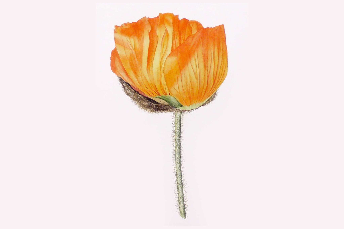 Billy Showell Orange Poppy Shoe: Part 1 - Preview Watercolour Tutorial
