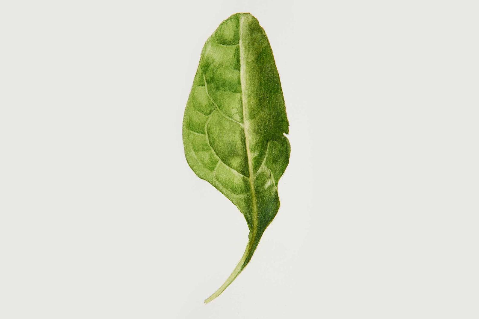 Billy Showell Spinach Leaf - Preview Watercolour Tutorial