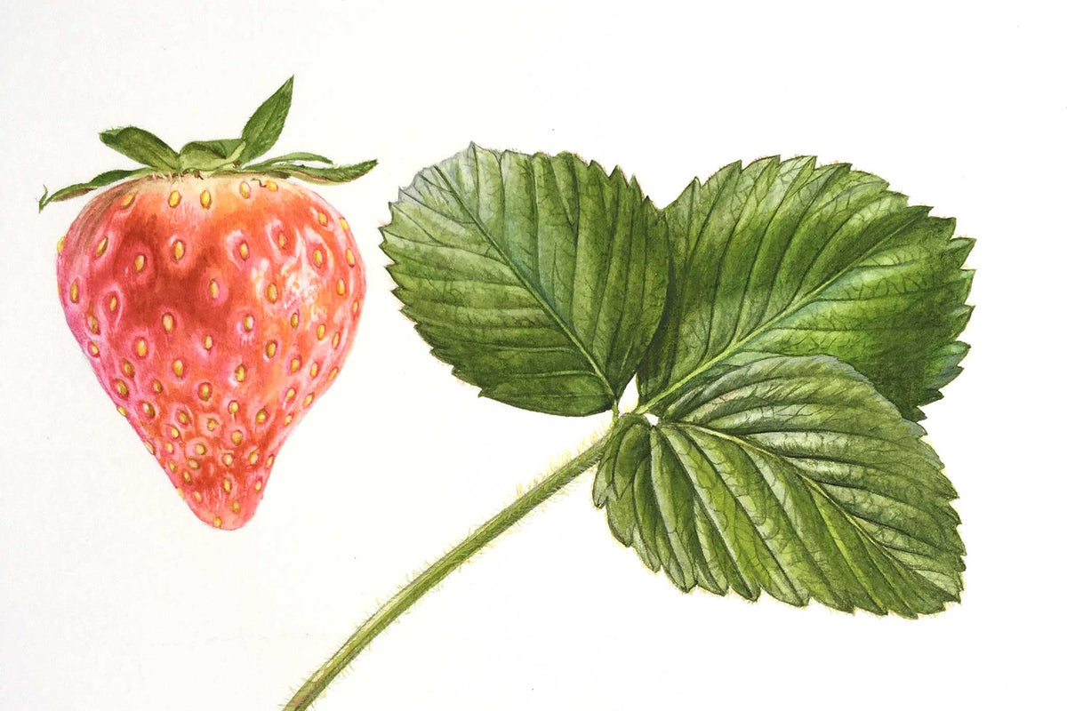 Billy Showell Strawberry Leaf - Preview Watercolour Tutorial