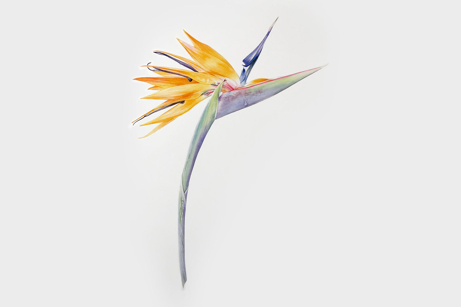 Billy Showell Strelitzia Reginae Stem & Sepal - Preview Watercolour Tutorial