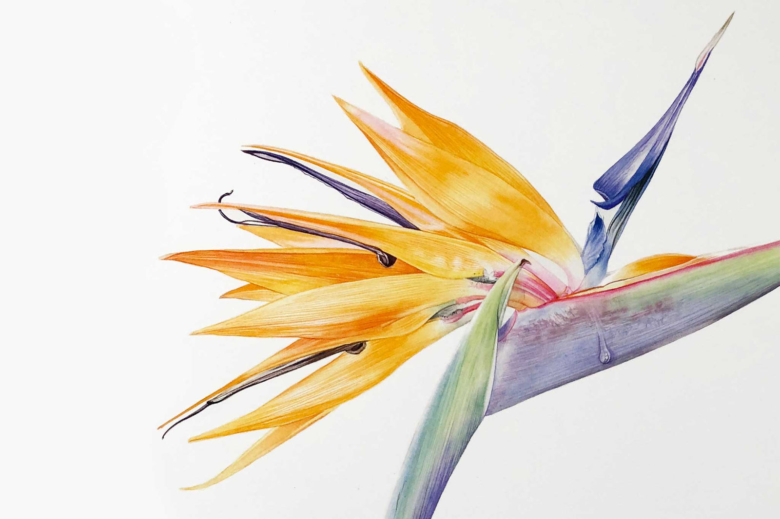 Billy Showell Strelitzia Reginae Petals - Preview Watercolour Tutorial