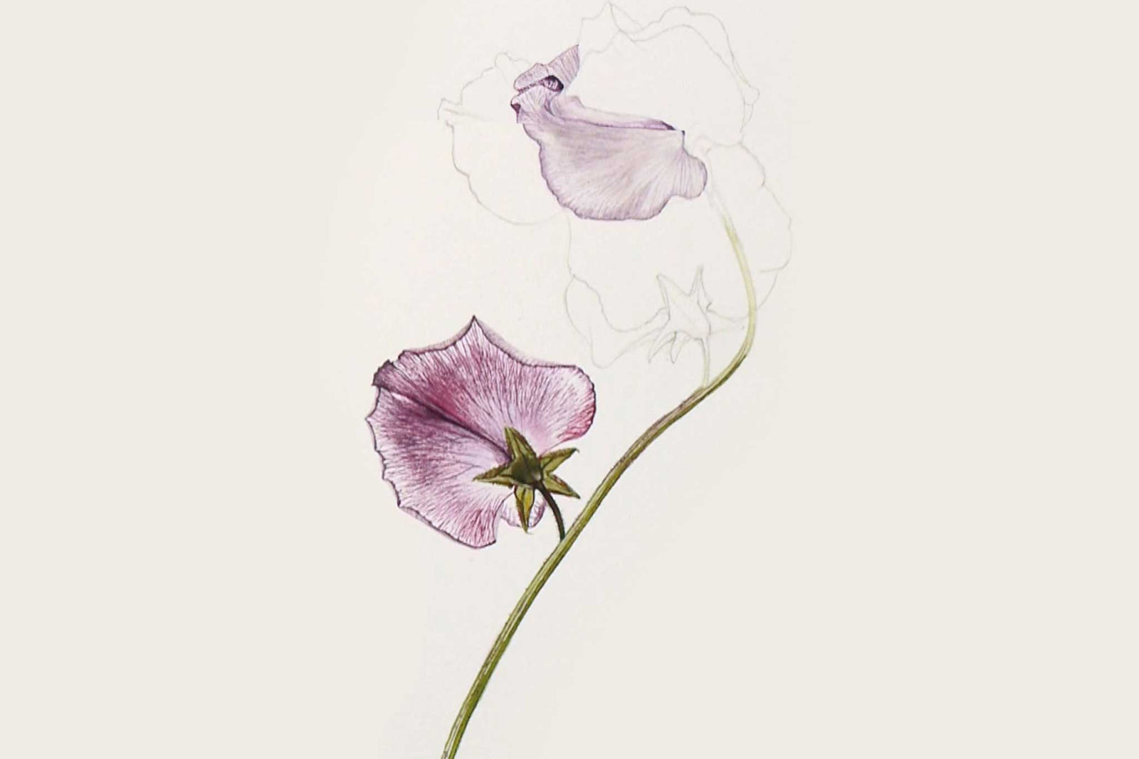 Billy Showell Patterned Sweet Pea - Preview Watercolour Tutorial