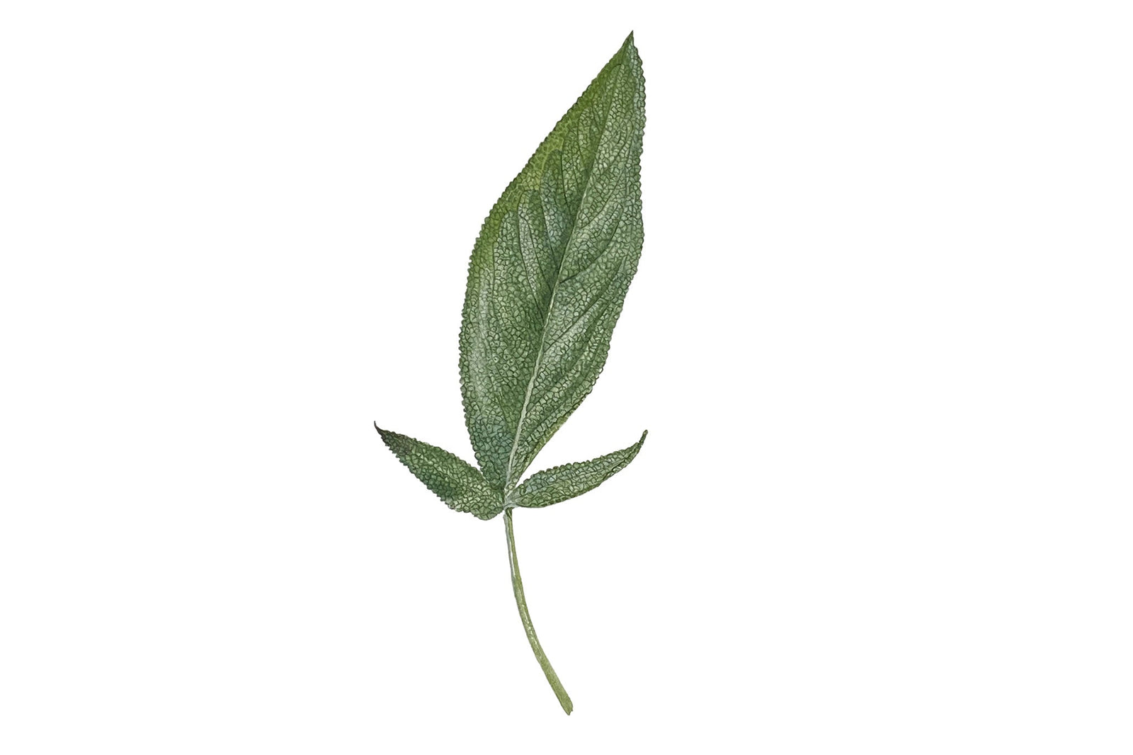 Sage Leaf
