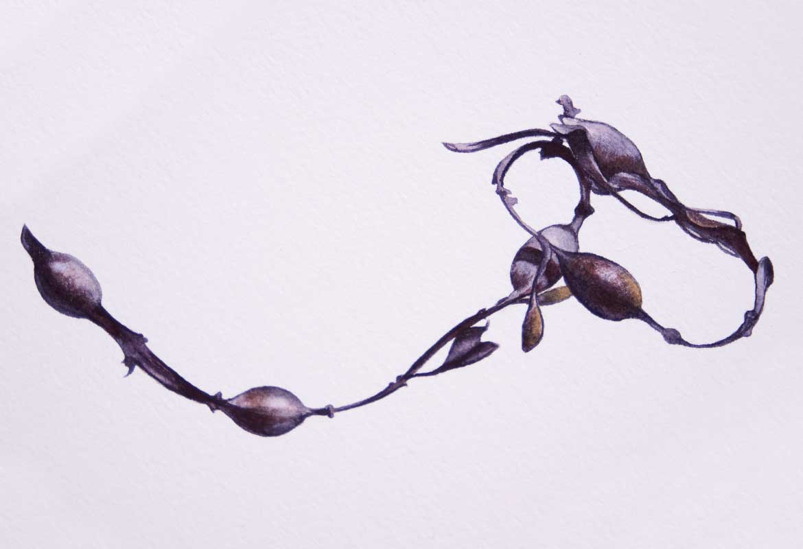 Billy Showell Dry Black Seaweed - Preview Watercolour Tutorial
