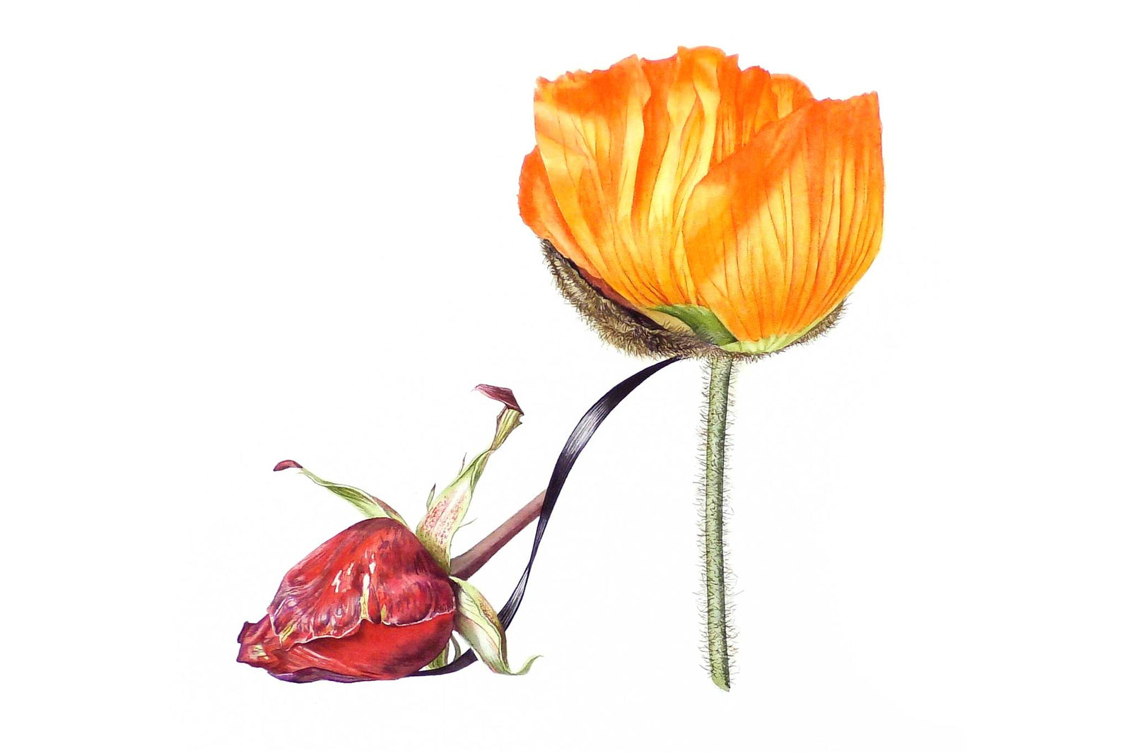 Billy Showell Orange Poppy Shoe: Part 2 - Preview Watercolour Tutorial