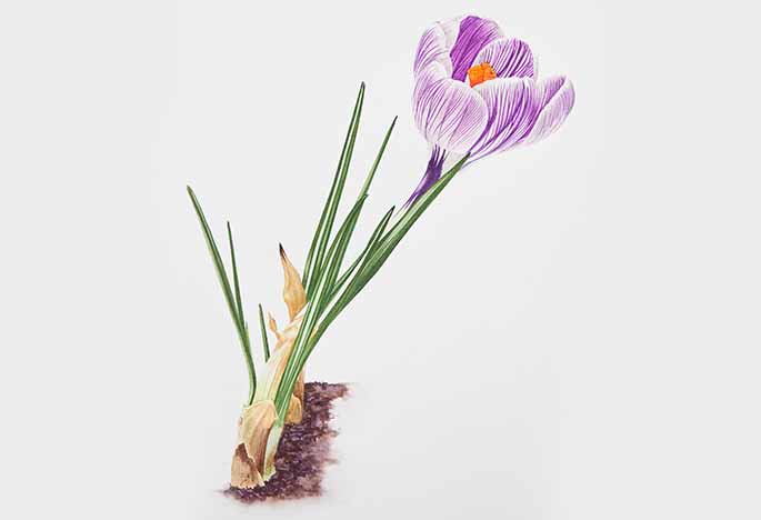 Billy Showell Striped Crocus - Preview Watercolour Tutorial