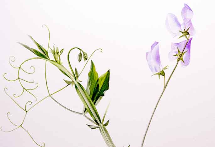 Billy Showell Sweet Pea Flower: Part 2 - Preview Watercolour Tutorial