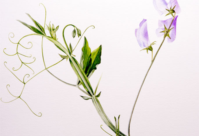 Billy Showell Sweet Pea Stem & Leaves Part 1 - Preview Watercolour Tutorial