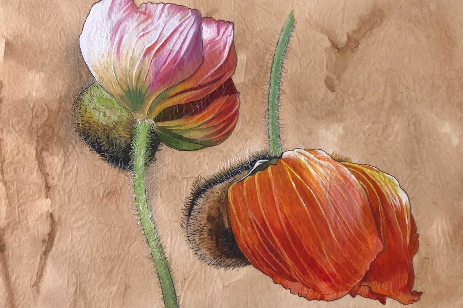 Billy Showell Poppies On Tea Stained Paper - Preview Watercolour Tutorial
