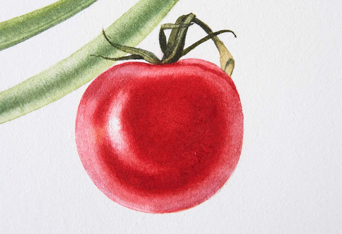 Billy Showell Tomato - Preview Watercolour Tutorial