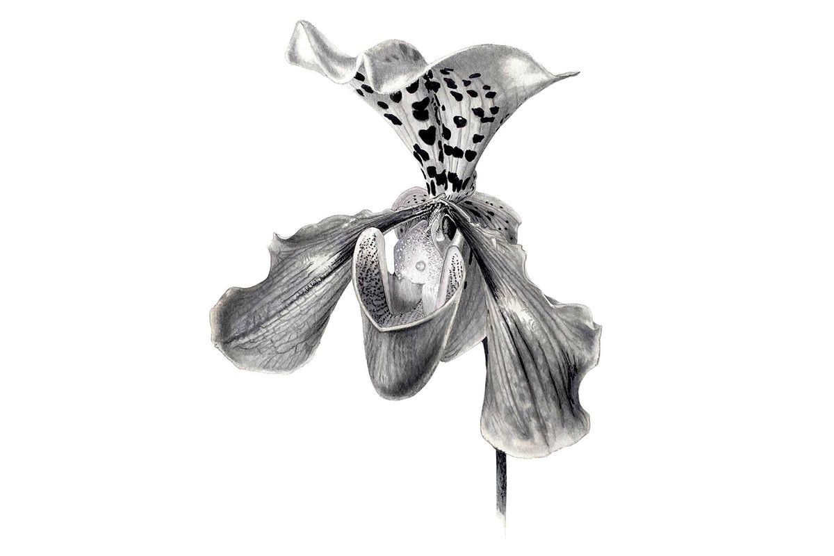 Billy Showell Tonal Orchid - Preview Watercolour Tutorial