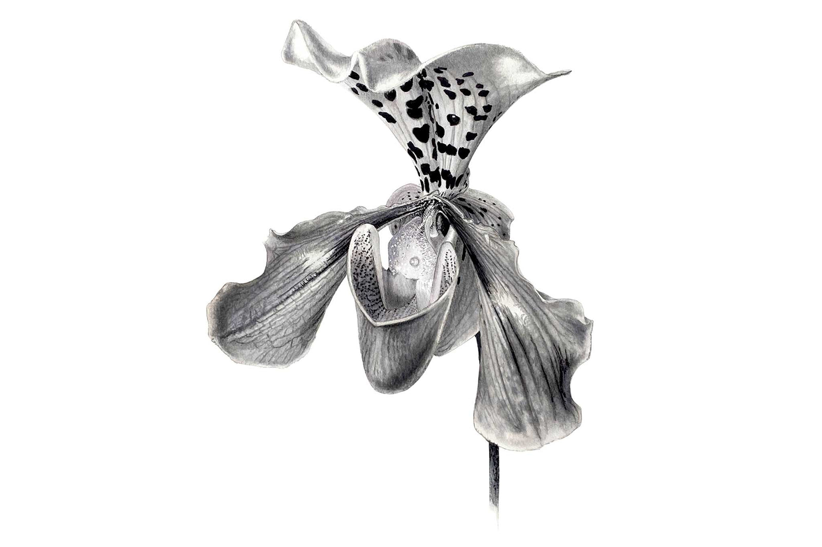 Billy Showell Tonal Orchid - Preview Watercolour Tutorial
