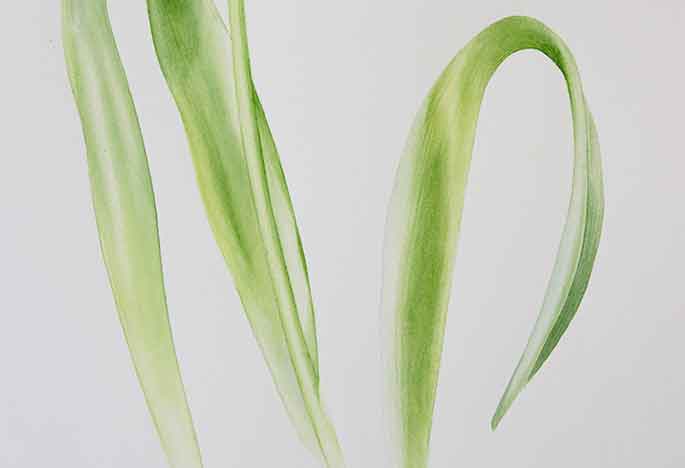 Billy Showell Tulip Leaf - Preview Watercolour Tutorial
