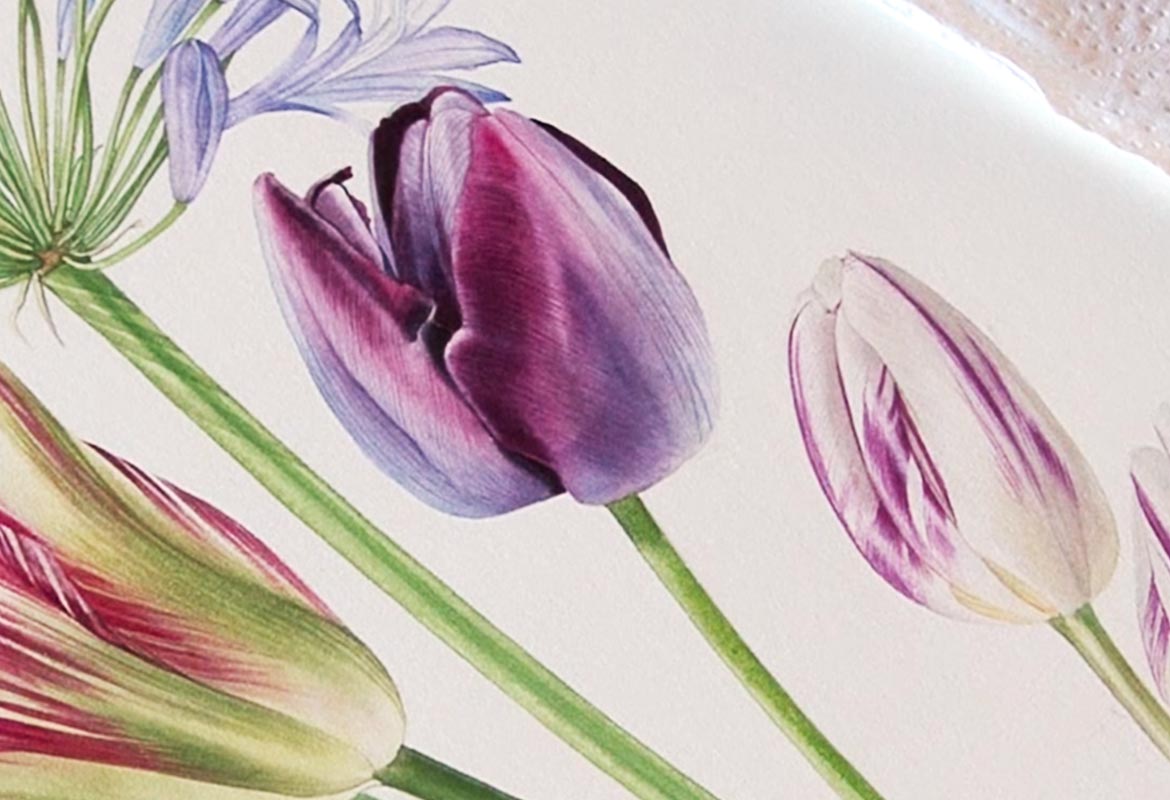 Billy Showell Queen Of The Night Tulip - Preview Watercolour Tutorial