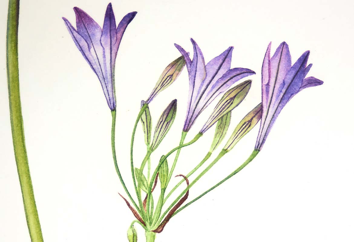 Billy Showell Triteleia - Preview Watercolour Tutorial