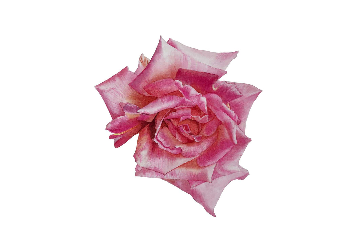 Billy Showell Walters Rose - Preview Watercolour Tutorial
