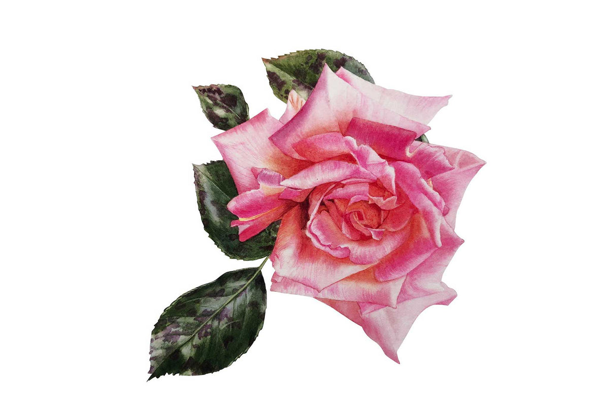 Billy Showell Walters Rose Leaves - Preview Watercolour Tutorial