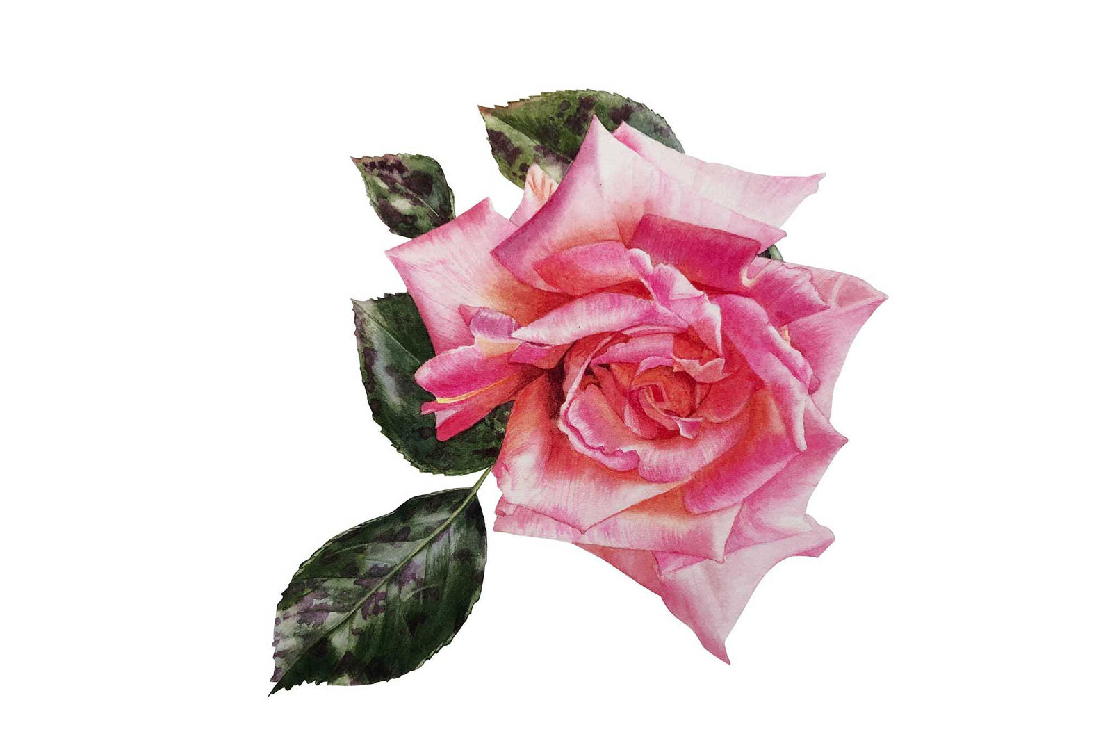 Billy Showell Walters Rose Leaves - Preview Watercolour Tutorial