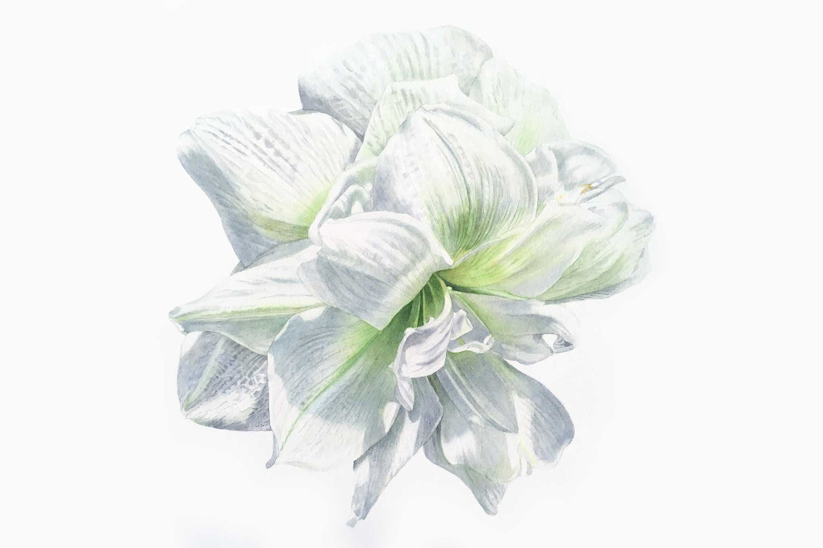 Billy Showell Double White Amaryllis Flower - Preview Watercolour Tutorial