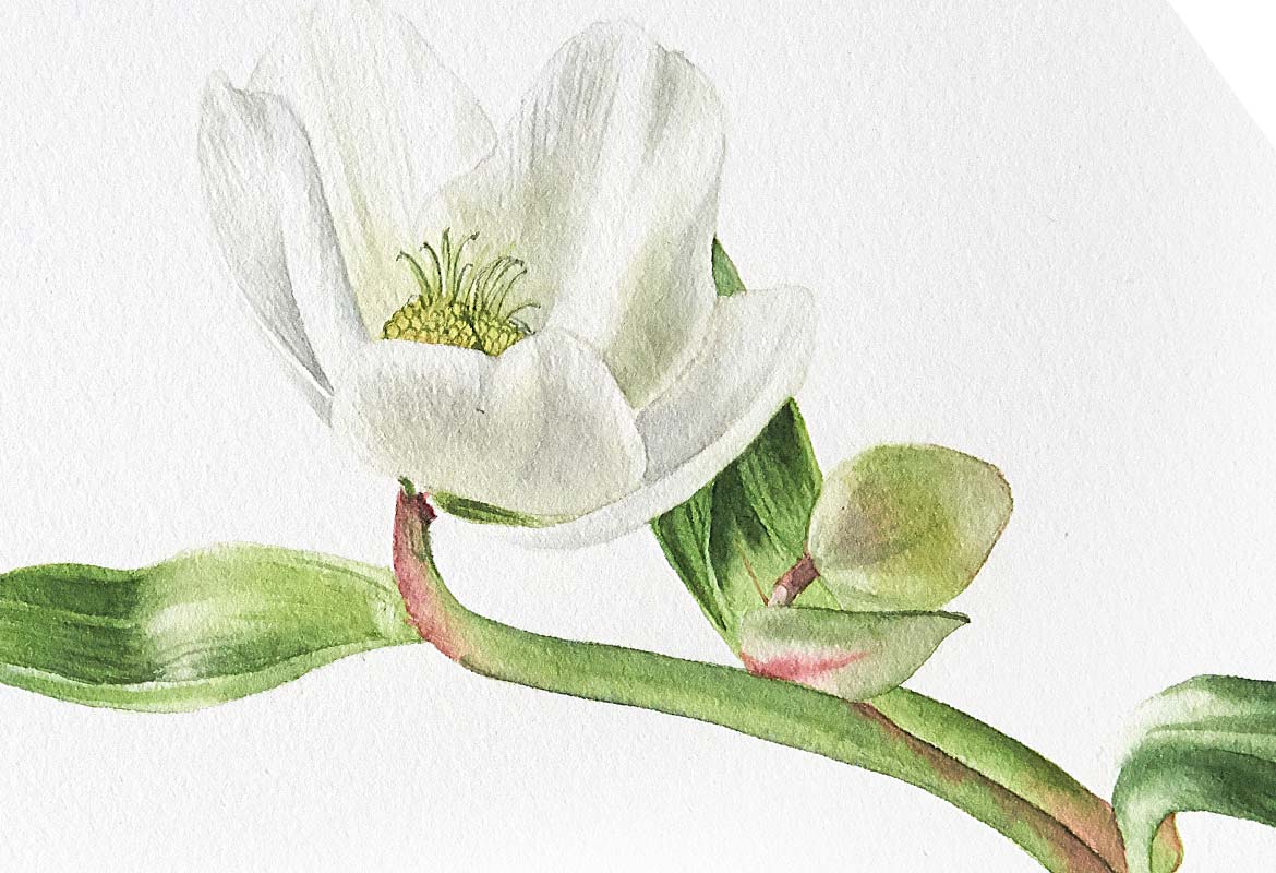 Billy Showell White Hellebore - Preview Watercolour Tutorial