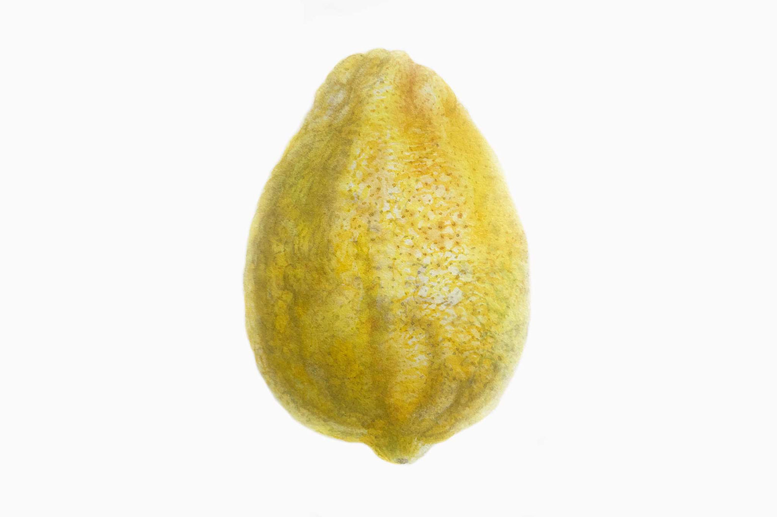 Billy Showell Whole Lemon - Preview Watercolour Tutorial