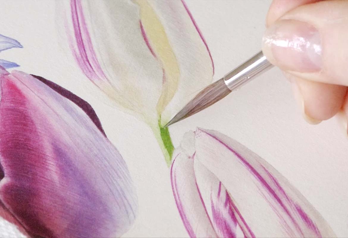 Billy Showell White Tulip - Preview Watercolour Tutorial