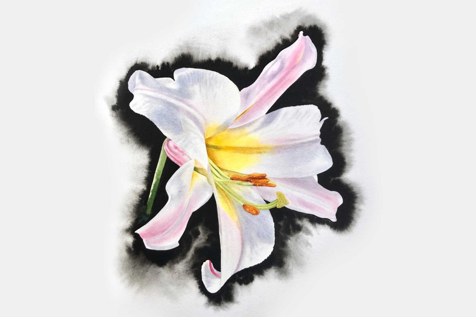 Billy Showell White Lily - Preview Watercolour Tutorial