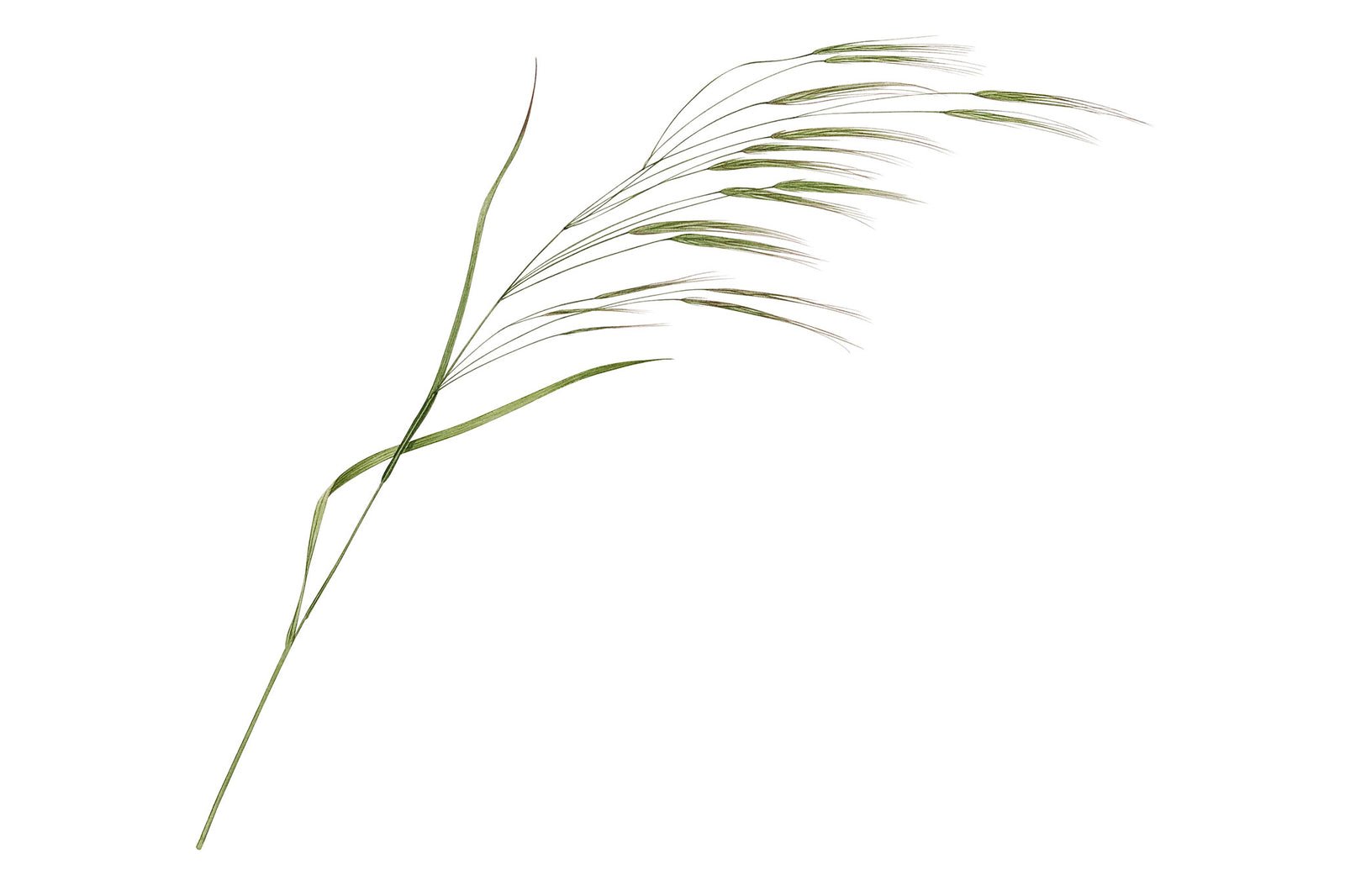 Billy Showell Wild Grass - Preview Watercolour Tutorial