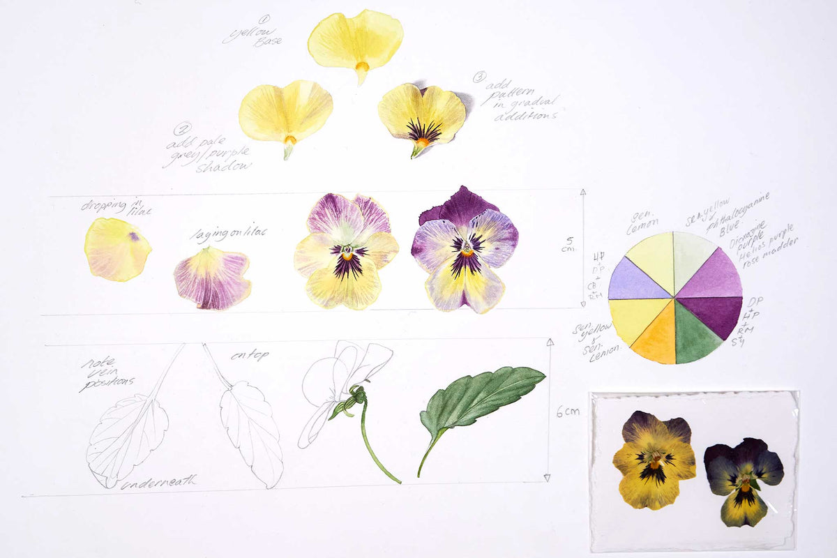 Billy Showell Winter Pansy Page - Preview Watercolour Tutorial