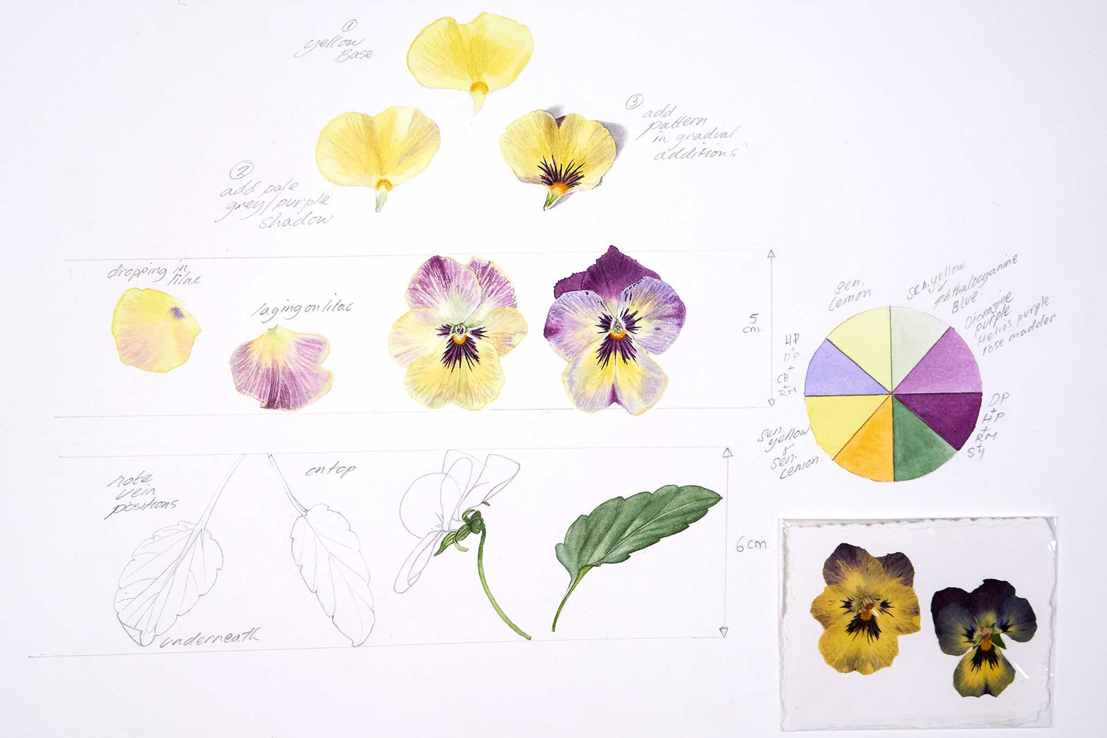Billy Showell Winter Pansy Page - Preview Watercolour Tutorial