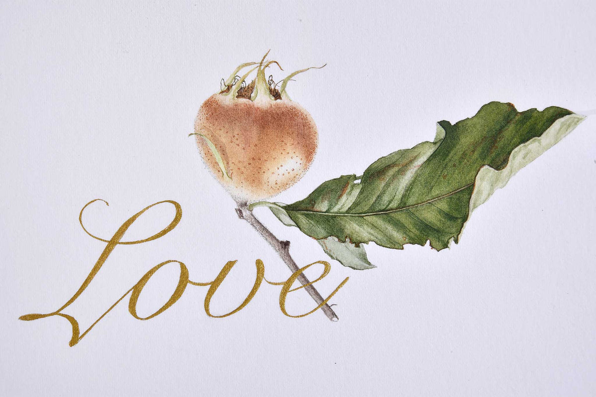 Billy Showell Medlar Mespilus Germanica - Preview Watercolour Tutorial