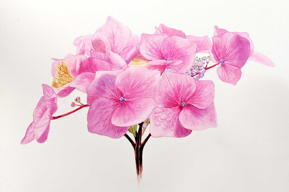 Billy Showell Pink Hydrangea Flower Head - Preview Watercolour Tutorial